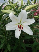 [4326 Constanta 2N VZ No02.JPG]